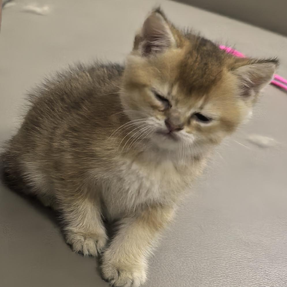 霸道总裁爱上小娇妻的故事。