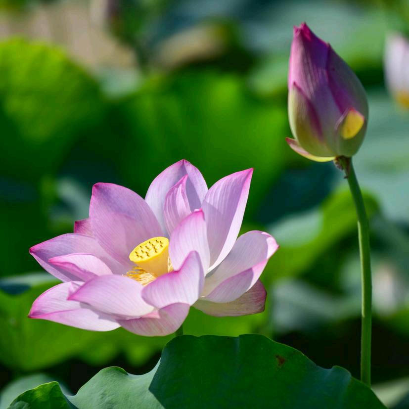 爱芳如初