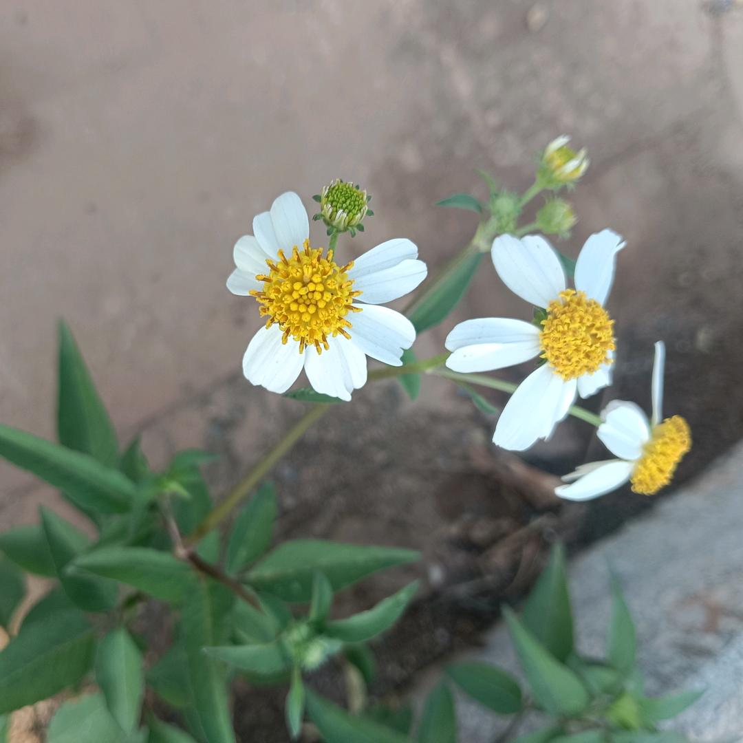 豪哥