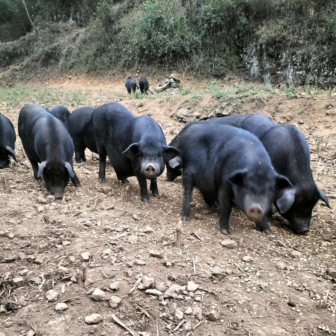 藏香猪/巴马香猪繁殖基地