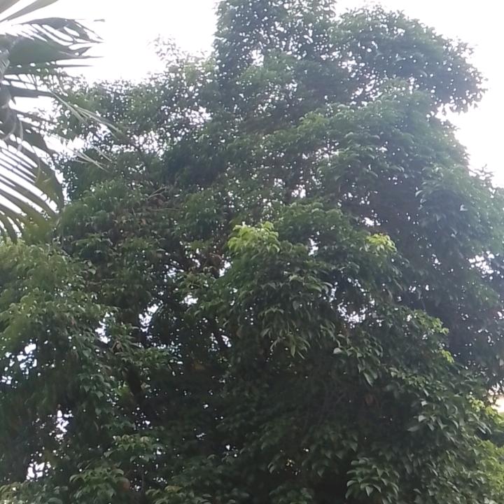 大噢噢