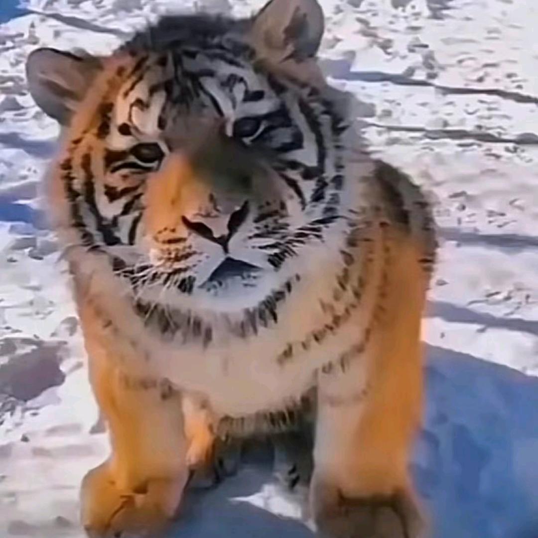 十里ᝰ春风