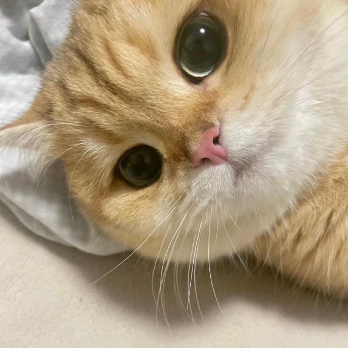 书呆呆🐾 专治萌宠难题
