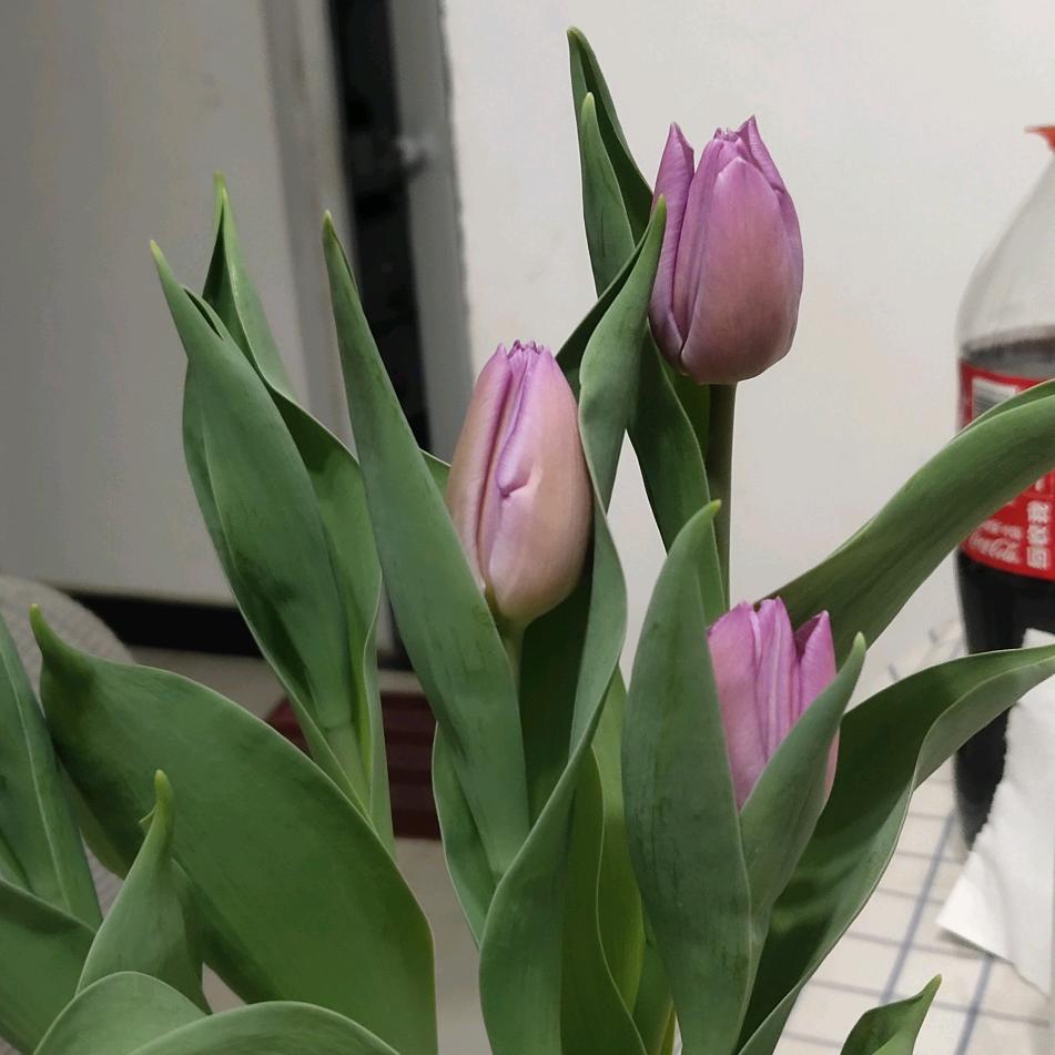 玉