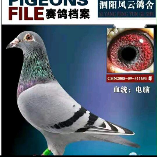 风云赛鸽🕊🕊刘峰