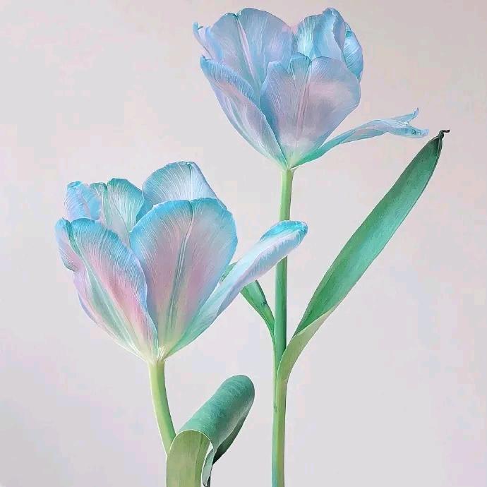 好柿朵朵