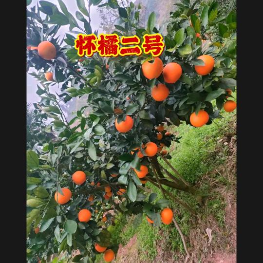 怀橘二号$橙汁园家庭农场