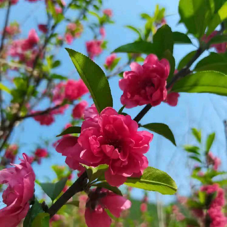 蒙佳佳🌸