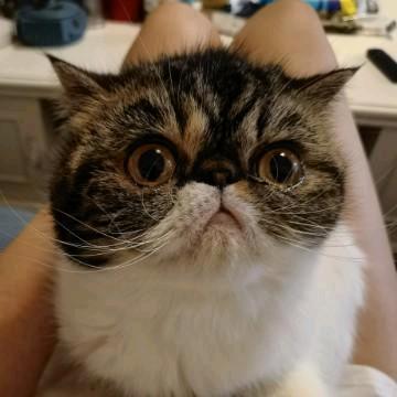 璐璐大妞