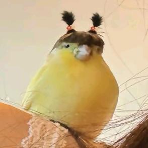 4K纯香土豆蛋子