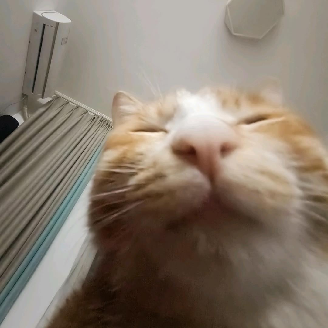 焦焦大王٩(◦`꒳´◦)۶