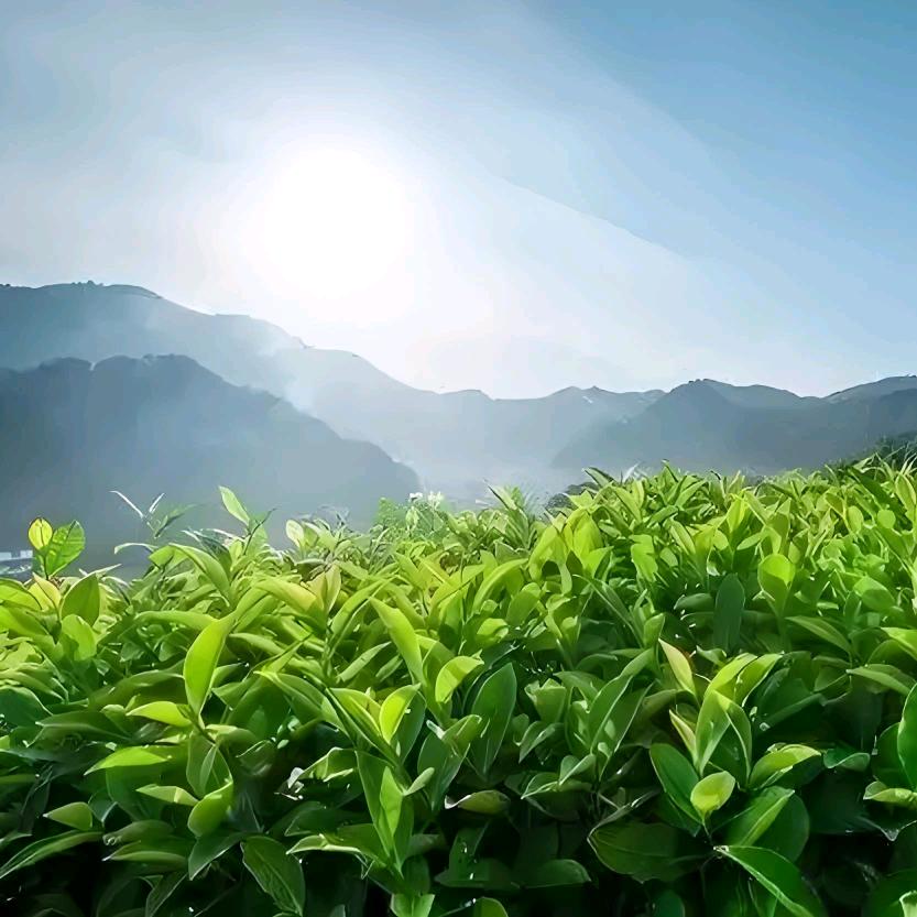 店开在家里的茶叶姐（芬芳茶缘）