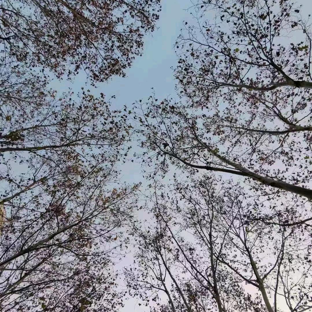 清晨剪辑
