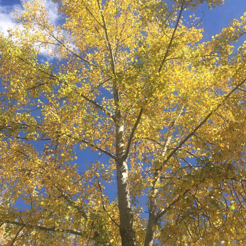 古城（张鲁云）红白喜事服务队