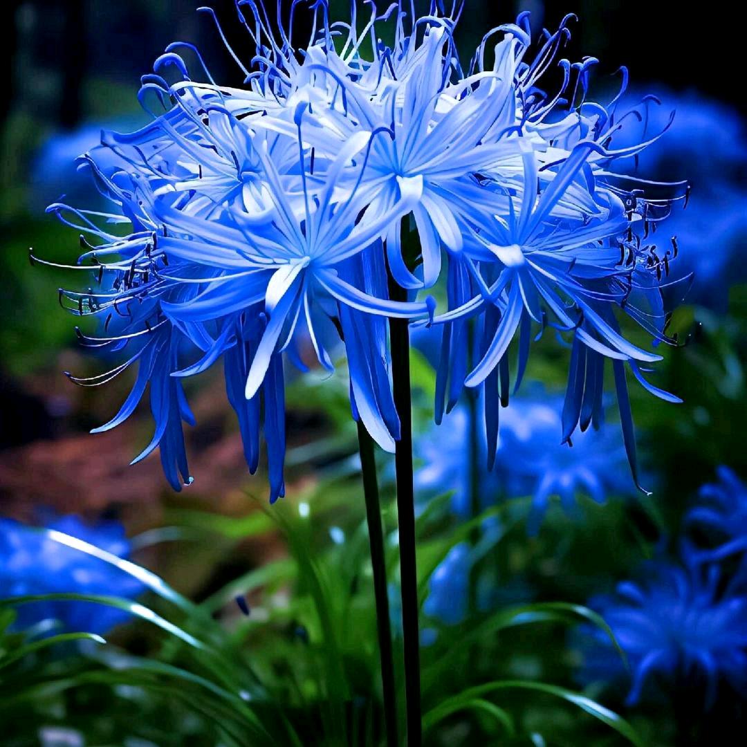 肖憨憨（肖阳）