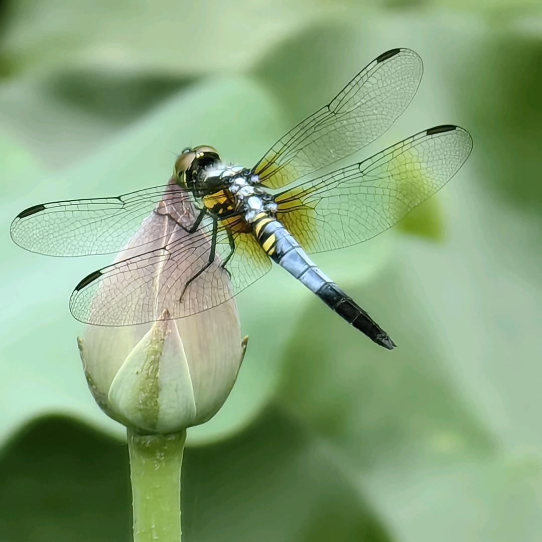 烟灰缸