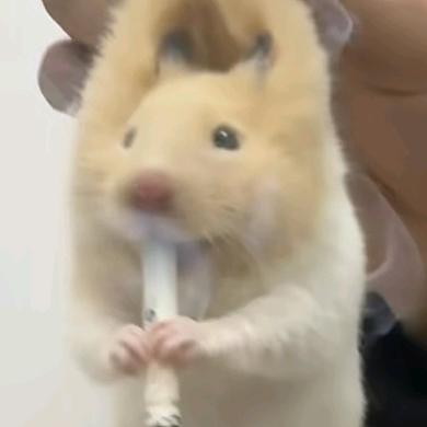 道上的鼠