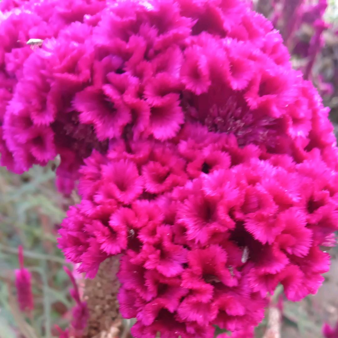 🌺🌺美好明天