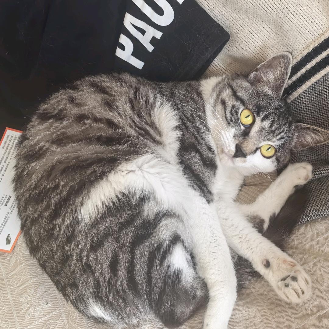 六子的狸花日记