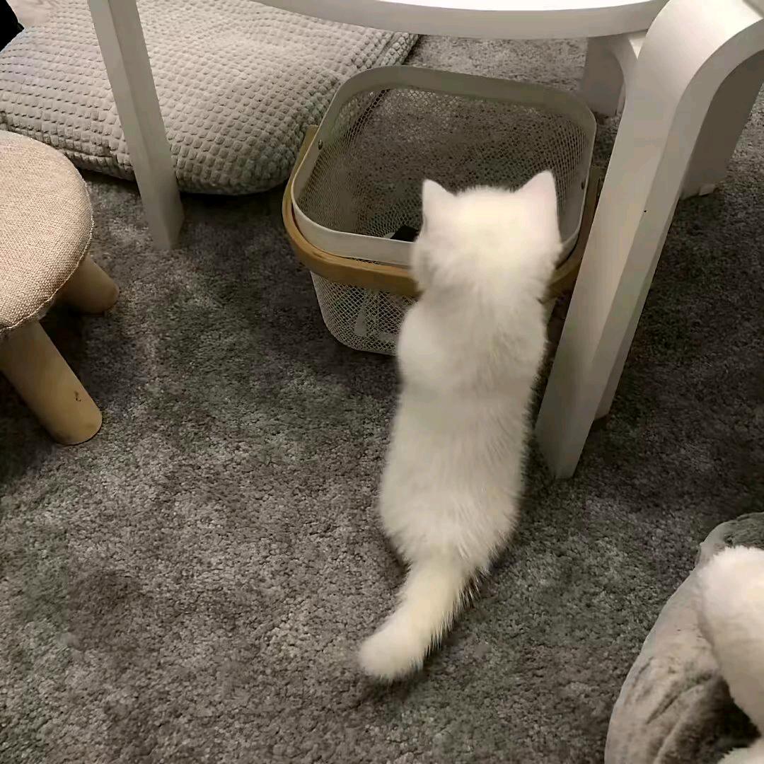小小羊🖇