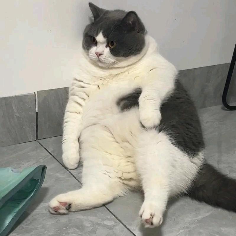 猪咪很开门头像