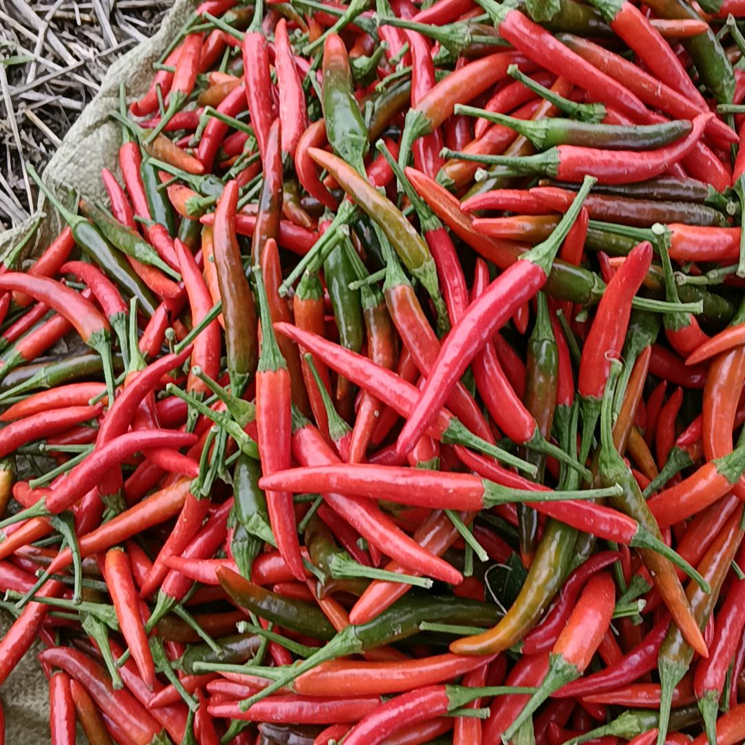 小米辣椒，西瓜种植，，孟