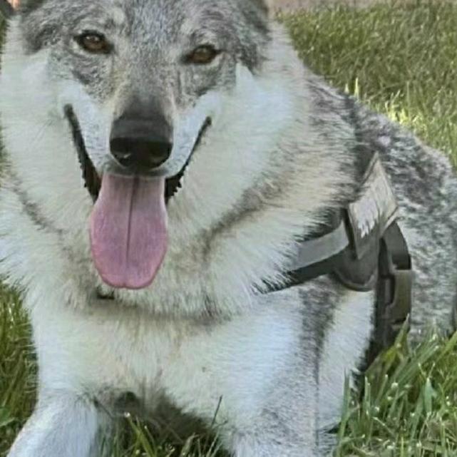 南阳老叶，捷克狼犬，养犬基地。