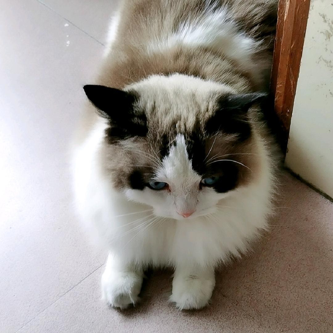 木木哥