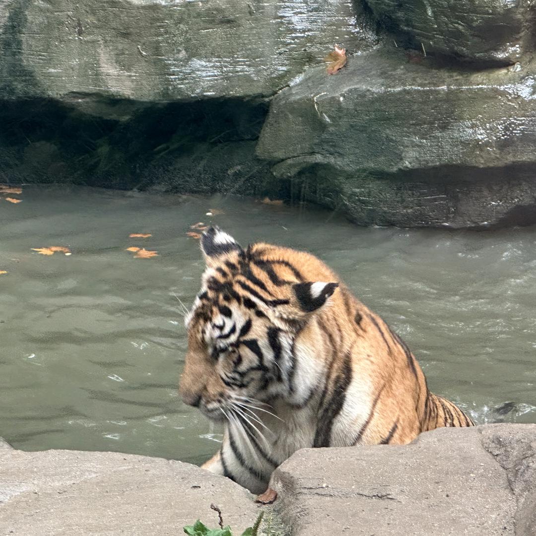 不han而立🤲