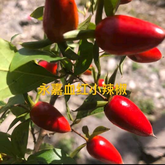 楠溪盆景园（老鸦柿品种）