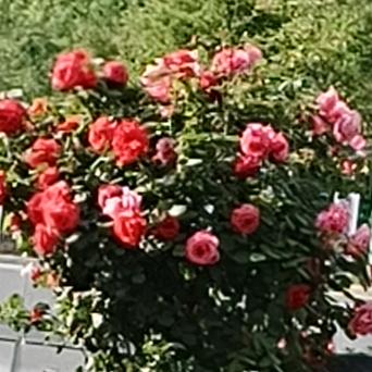 花红不谢🌹🌹🌹