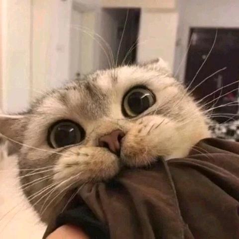 啊碌