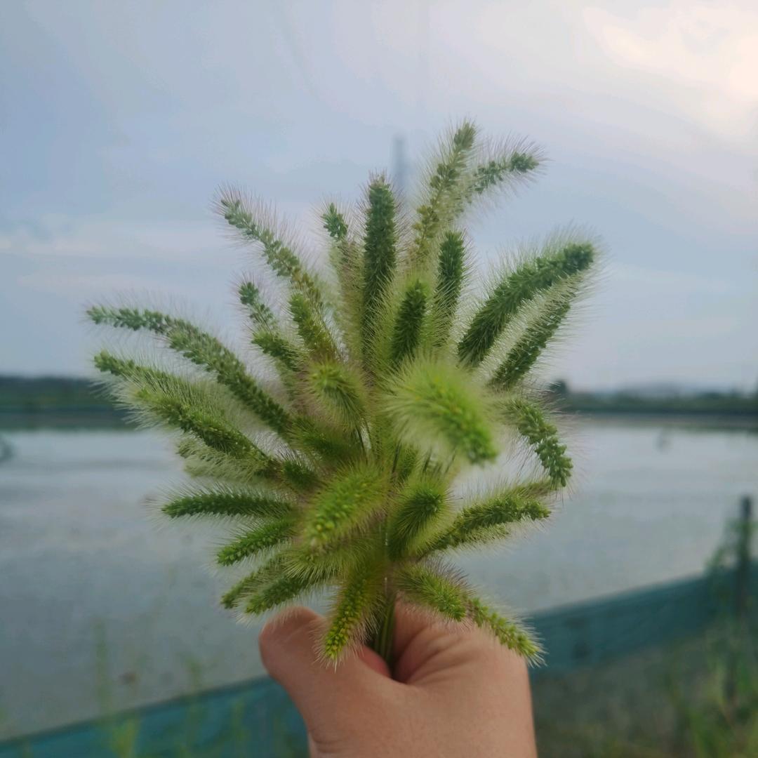 生活法则柚