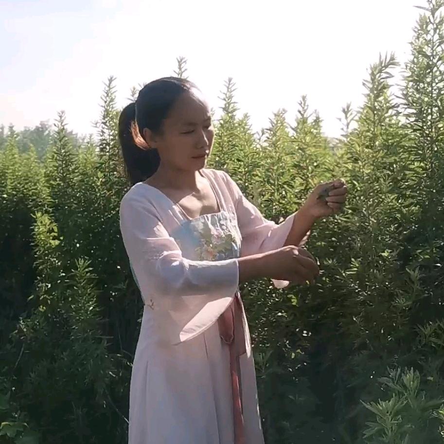 蕲艾飘香