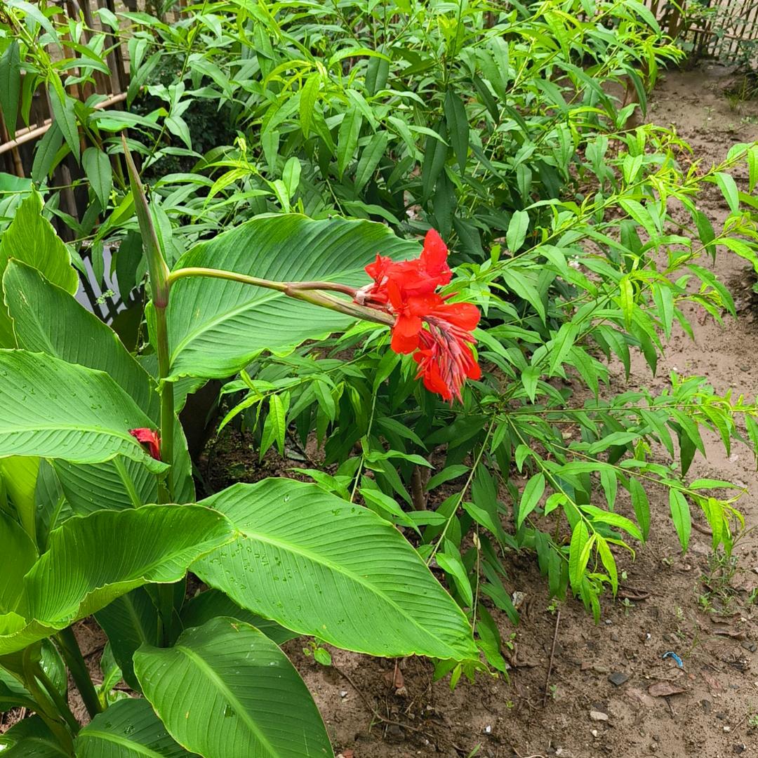 三🐏开泰，守🐖待兔
