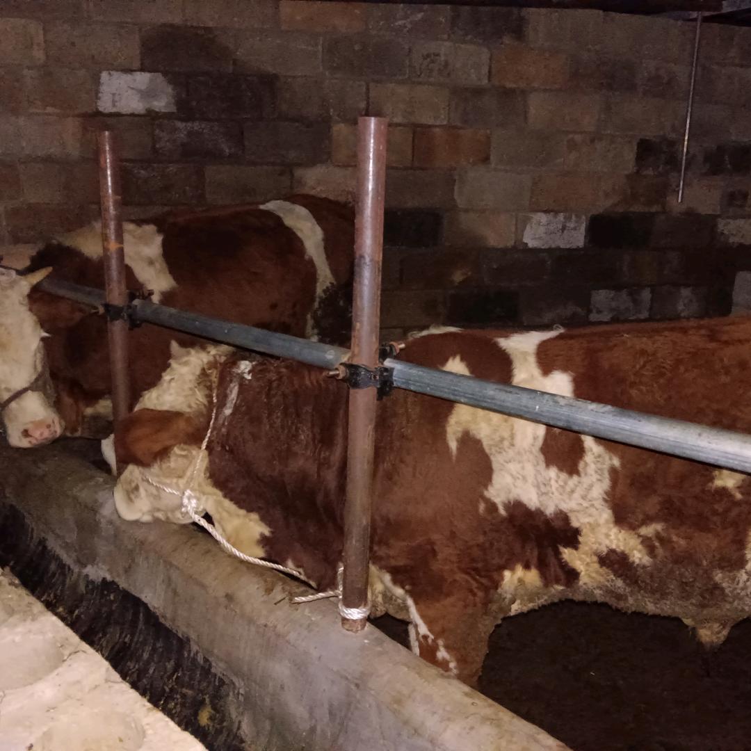 阿招牧业养殖中介代办