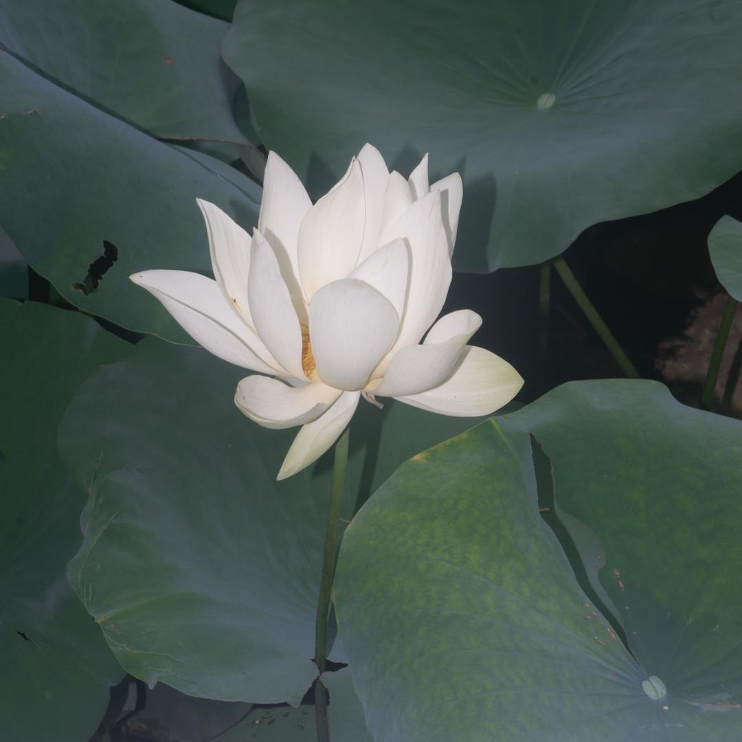 今天有点困A