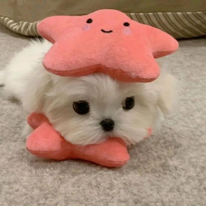 小奶油泡芙 ˋˏᰔᩚˎˊ˗