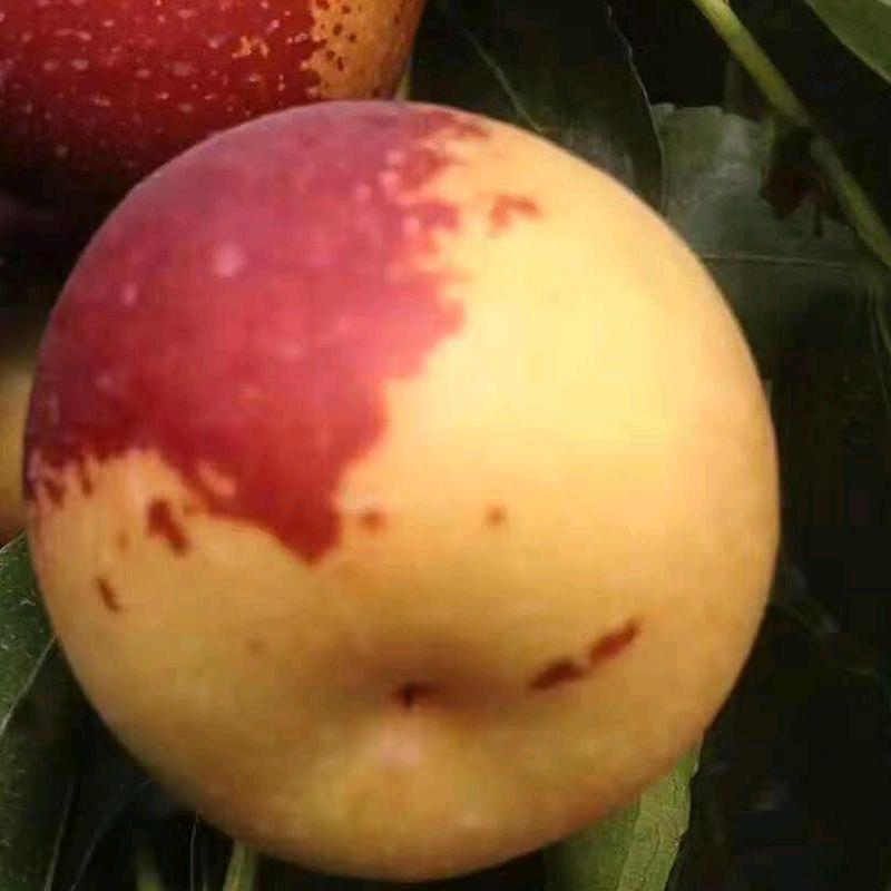 山东广海水产品企业店