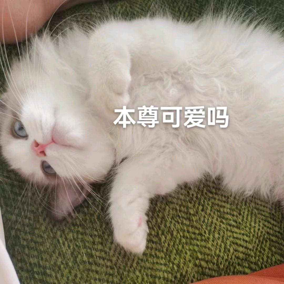 小胖孩