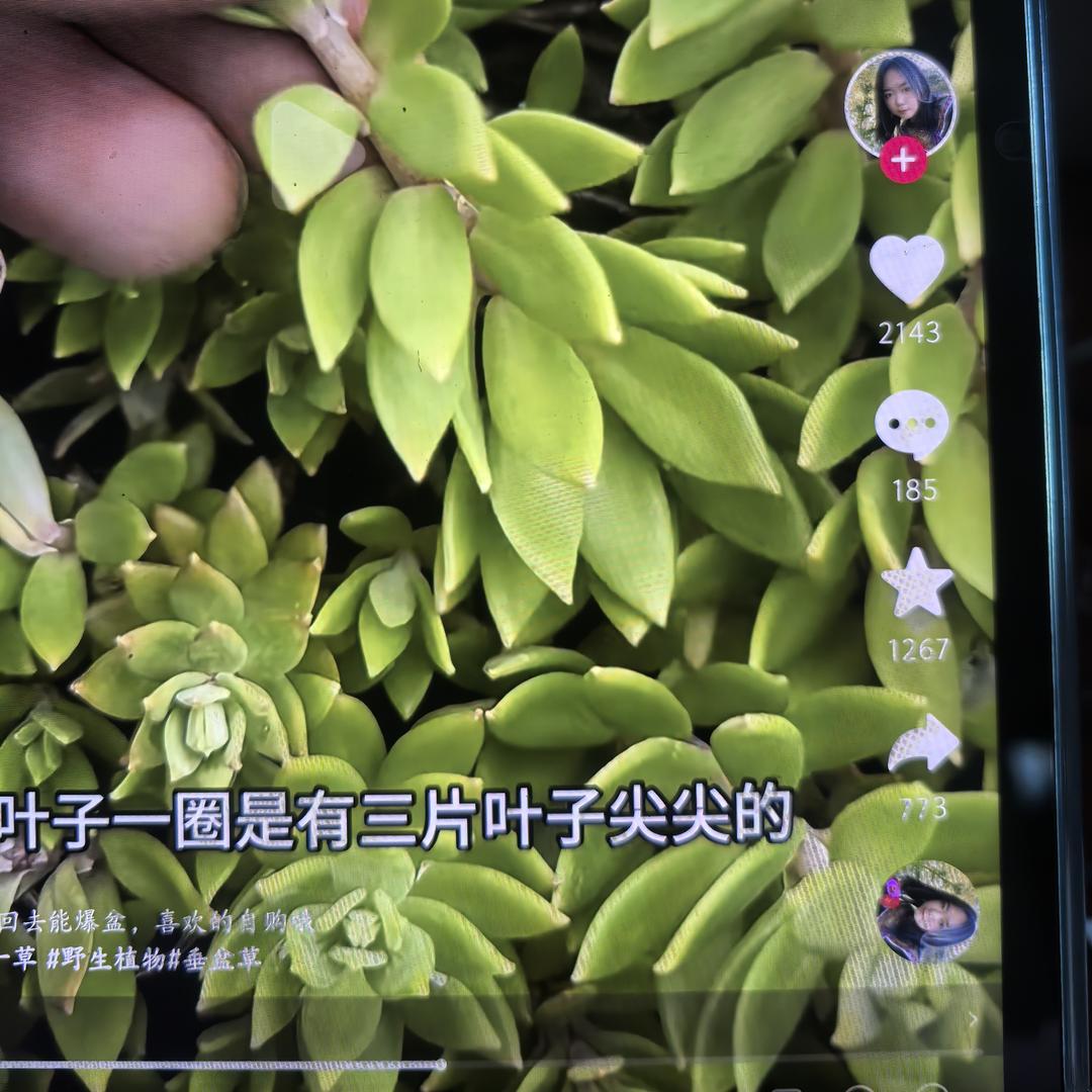 福备箕畴
