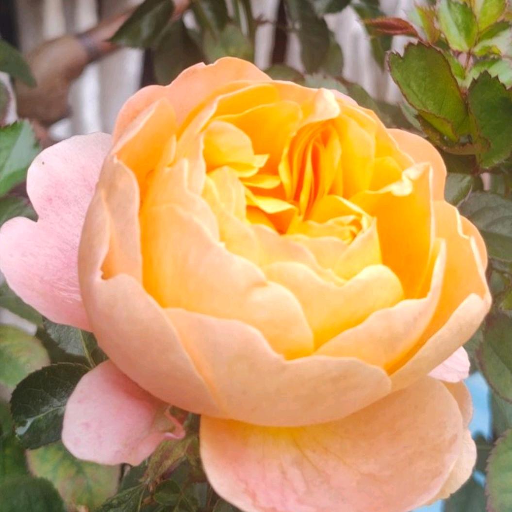 🇨🇳思念💋(福建兄）