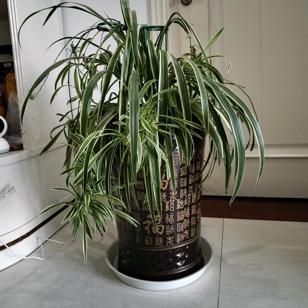 玲珑