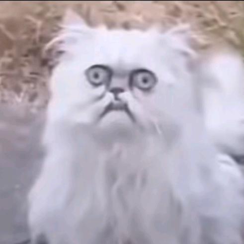 我爱奶奶猫猫