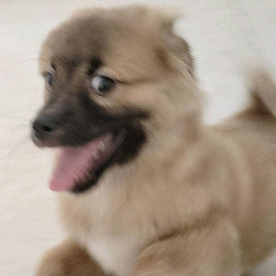 影子