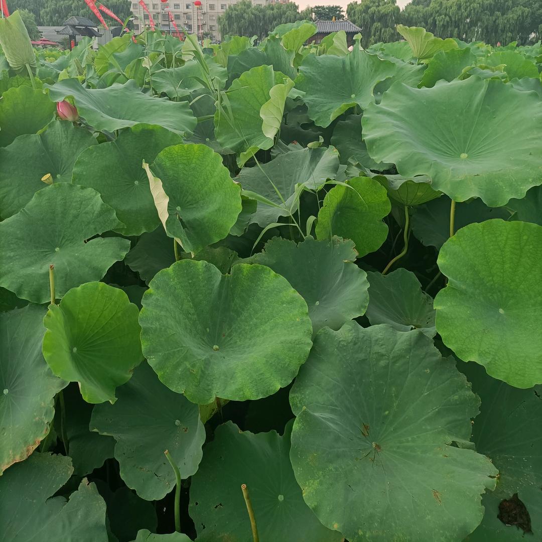 䏕达肴菜，批发零售
