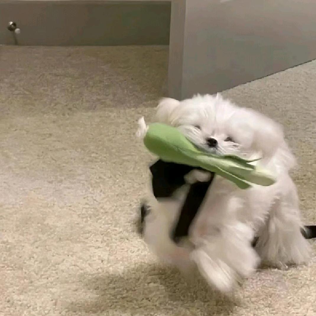 歪歪z