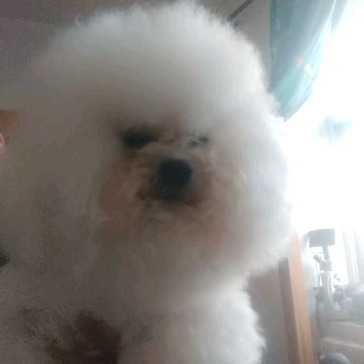 斌子，韩版比熊，灰泰迪