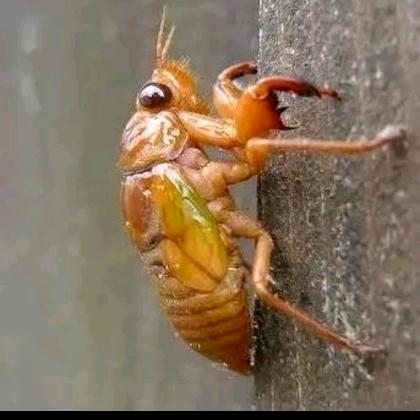 金蝉养殖（栖霞市蛇窝泊镇）