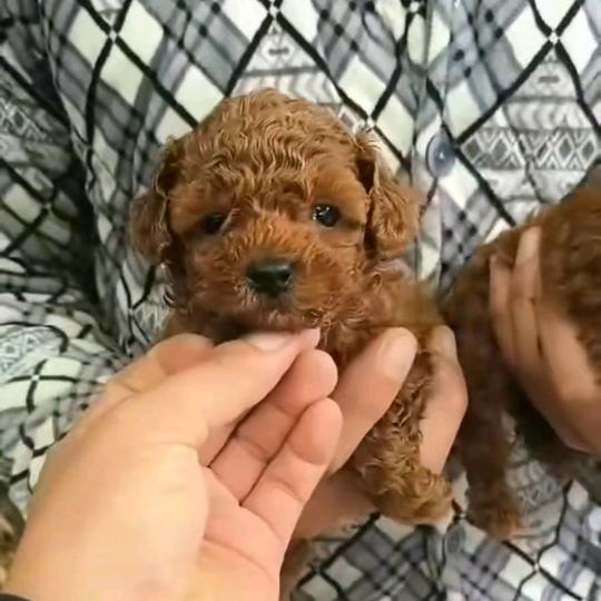 福宝宠物
